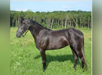 Tennessee walking horse, Yegua, 3 años, 152 cm, Negro