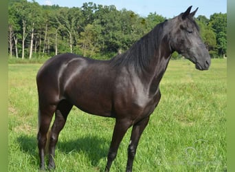Tennessee walking horse, Yegua, 3 años, 152 cm, Negro