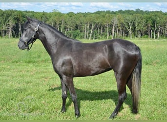 Tennessee walking horse, Yegua, 3 años, 152 cm, Negro