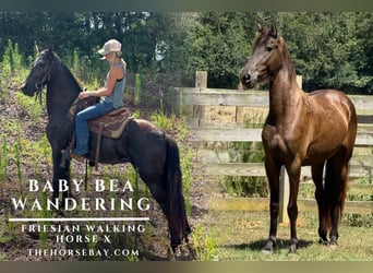 Tennessee walking horse, Yegua, 3 años, 157 cm, Negro