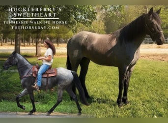 Tennessee walking horse, Yegua, 4 años, 152 cm, Ruano azulado