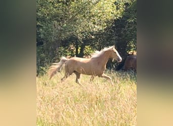Tennessee walking horse, Yegua, 4 años, 154 cm, Palomino