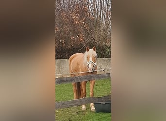 Tennessee walking horse, Yegua, 4 años, 158 cm, Palomino
