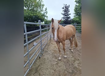Tennessee walking horse, Yegua, 4 años, 158 cm, Palomino