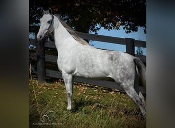 Tennessee walking horse, Yegua, 5 años, 142 cm, Tordo