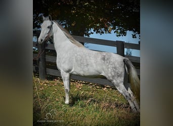 Tennessee walking horse, Yegua, 5 años, 142 cm, Tordo