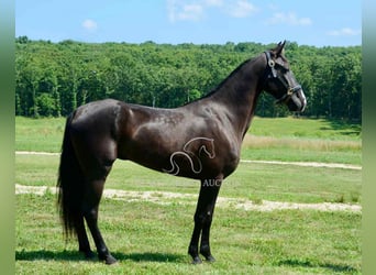 Tennessee walking horse, Yegua, 5 años, 152 cm, Negro