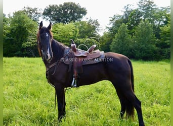 Tennessee walking horse, Yegua, 5 años, 152 cm, Negro