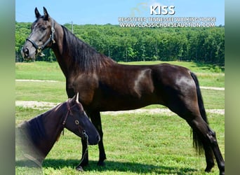 Tennessee walking horse, Yegua, 5 años, 152 cm, Negro