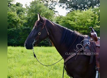 Tennessee walking horse, Yegua, 5 años, 152 cm, Negro