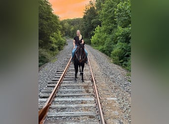 Tennessee walking horse, Yegua, 5 años, 152 cm, Negro