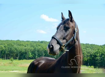Tennessee walking horse, Yegua, 5 años, 152 cm, Negro