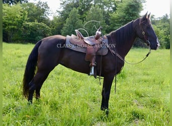 Tennessee walking horse, Yegua, 5 años, 152 cm, Negro