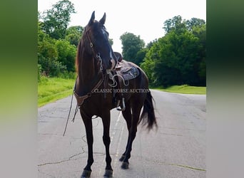 Tennessee walking horse, Yegua, 5 años, 152 cm, Negro