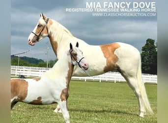 Tennessee walking horse, Yegua, 5 años, 152 cm, Palomino