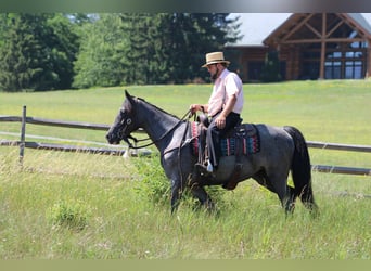 Tennessee walking horse, Yegua, 5 años, Ruano azulado