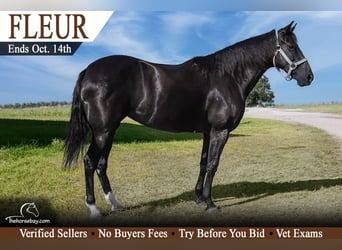 Tennessee walking horse, Yegua, 6 años, 147 cm, Negro