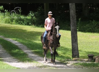 Tennessee walking horse, Yegua, 7 años, 152 cm, Negro