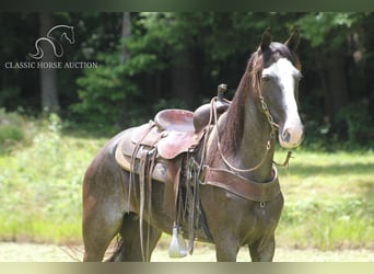 Tennessee walking horse, Yegua, 7 años, 152 cm, Negro