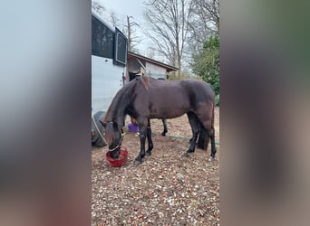 Tennessee walking horse, Yegua, 7 años, 155 cm, Negro