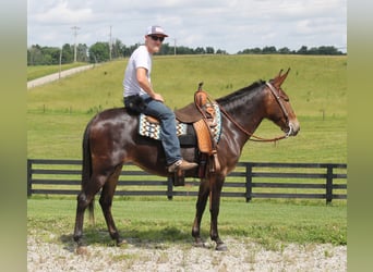 Tennessee walking horse, Yegua, 7 años, Castaño oscuro