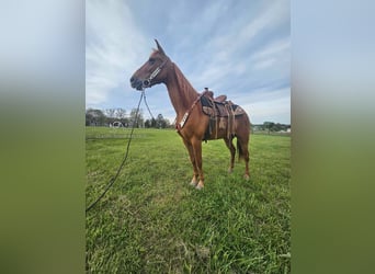 Tennessee walking horse, Yegua, 8 años, 142 cm, Alazán rojizo