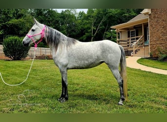 Tennessee walking horse, Yegua, 8 años, 142 cm, Tordo