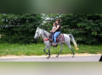 Tennessee walking horse, Yegua, 8 años, 142 cm, Tordo