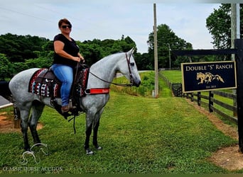 Tennessee walking horse, Yegua, 8 años, 142 cm, Tordo