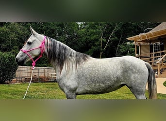 Tennessee walking horse, Yegua, 8 años, 142 cm, Tordo