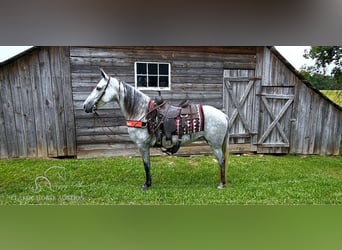 Tennessee walking horse, Yegua, 8 años, 142 cm, Tordo