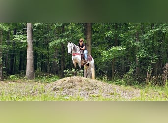 Tennessee walking horse, Yegua, 8 años, 142 cm, Tordo