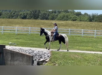 Tennessee walking horse, Yegua, 8 años, 155 cm, Tobiano-todas las-capas