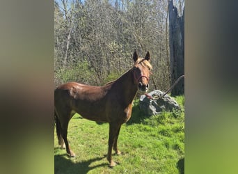 Tennessee walking horse, Yegua, 8 años, 163 cm, Alazán rojizo