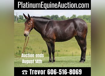 Tennessee walking horse, Yegua, 8 años, Castaño oscuro