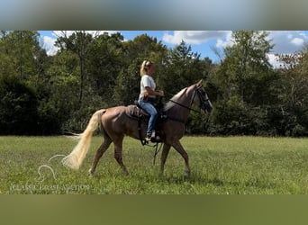 Tennessee walking horse, Yegua, 9 años, 152 cm, Alazán-tostado