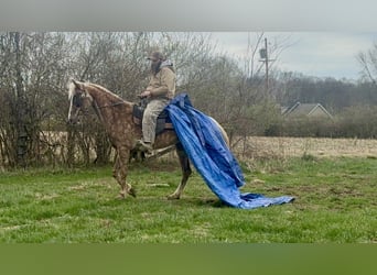 Tennessee walking horse, Yegua, 9 años, 152 cm, Tordo rodado