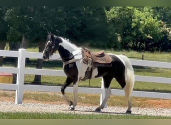 Tennessee walking horse, Yegua, 9 años, 155 cm, Tobiano-todas las-capas