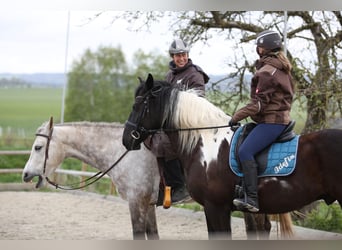 Tersk-häst, Valack, 13 år, 162 cm, Grå