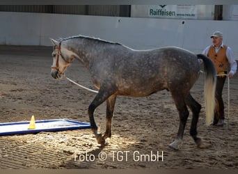 Tersk-häst, Valack, 13 år, 162 cm, Grå