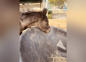 Tersk, Mare, 13 years, 15.2 hh, Grey