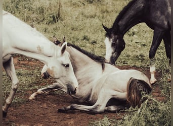 Tersk, Mare, 13 years, 15.2 hh, Grey