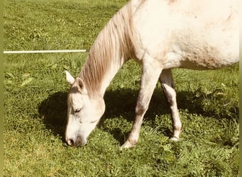 Tersk, Mare, 1 year, 16 hh, Can be white