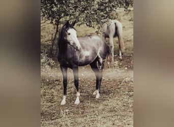 Tersk, Mare, 4 years, 15.2 hh