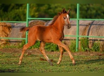Tersk, Mare, Foal (05/2025), 12.1 hh, Grey