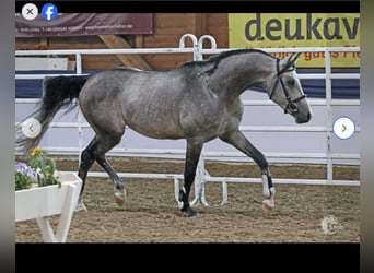 Tersk / Terek, Giumenta, 13 Anni, 158 cm, Grigio