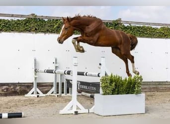 Tersk / Terek, Stallone, 2 Anni, 157 cm, Sauro
