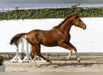 Tersk / Terek, Stallone, 2 Anni, 157 cm, Sauro