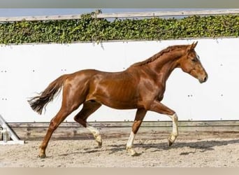 Tersk / Terek, Stallone, 2 Anni, 157 cm, Sauro