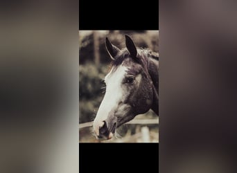 Tersker, Merrie, 4 Jaar, 158 cm